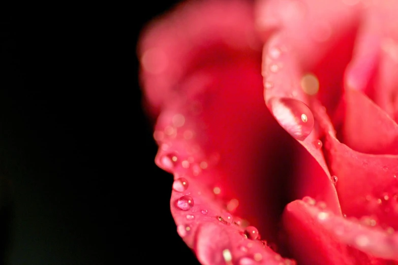 a pink rose with dewdrops on it