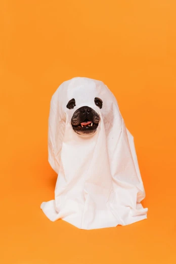 a dog with a white face hiding behind a piece of white cloth