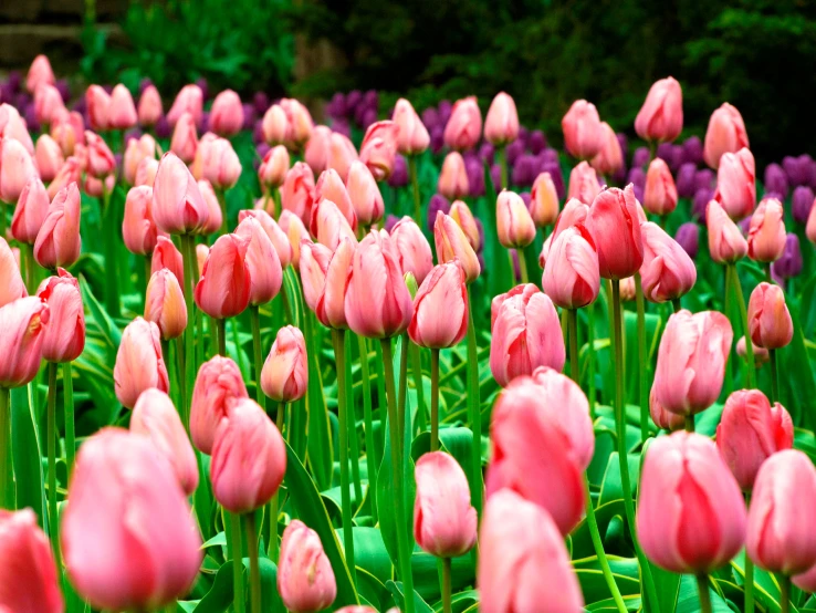 a group of pink and purple flowers and green plants