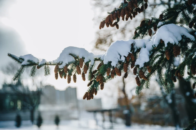 snow on pine tree needles in front of building