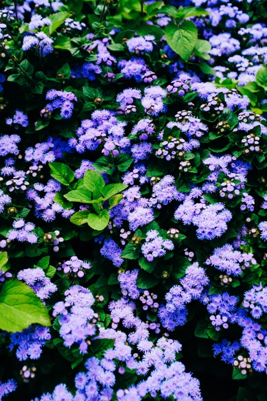 many small blue flowers blooming in a field