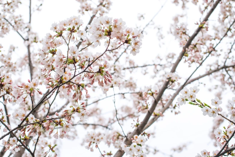 a pink tree with flowers is shown in the daytime