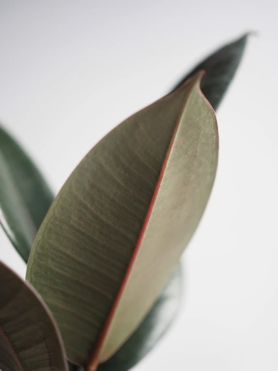 a close up of a green plant on a table