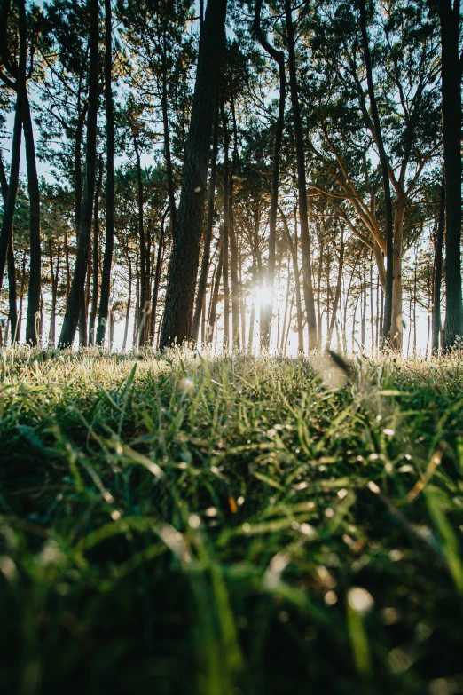 grass is on the ground and trees in the background