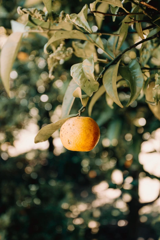 an orange on a tree nch in front of blurry leaves