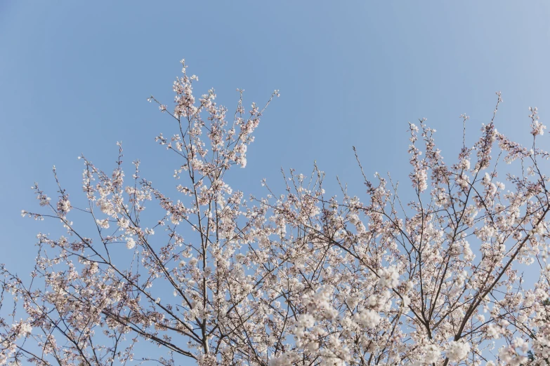 tree nches in bloom against clear blue sky