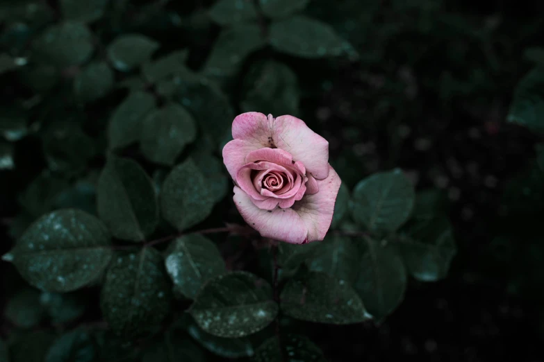 a single pink rose with green leaves on the side