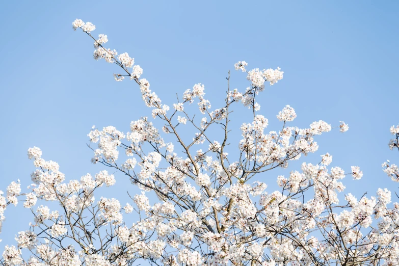 there is a white flowered tree on the tree