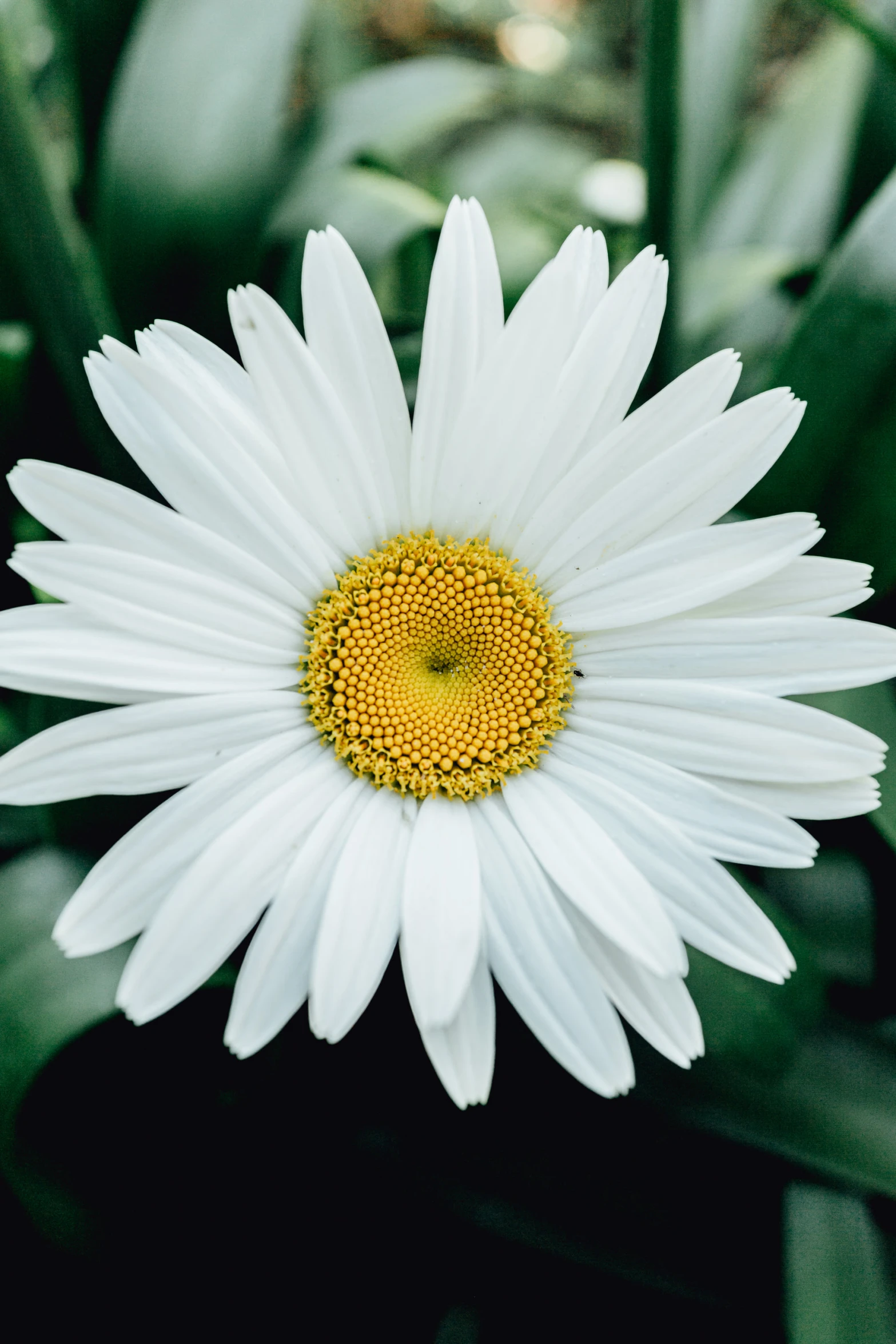 a white flower with a yellow center surrounded by green leaves