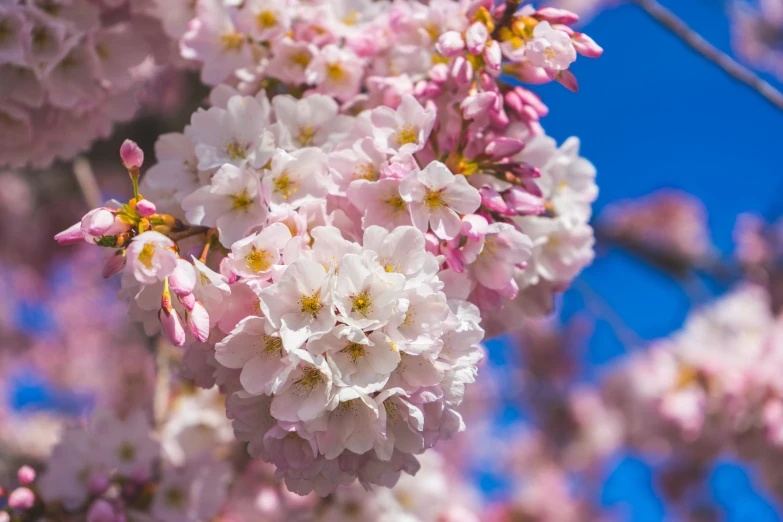 flowering flowers on the nch of a tree