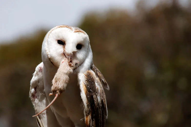 an owl is holding a stick in its claws