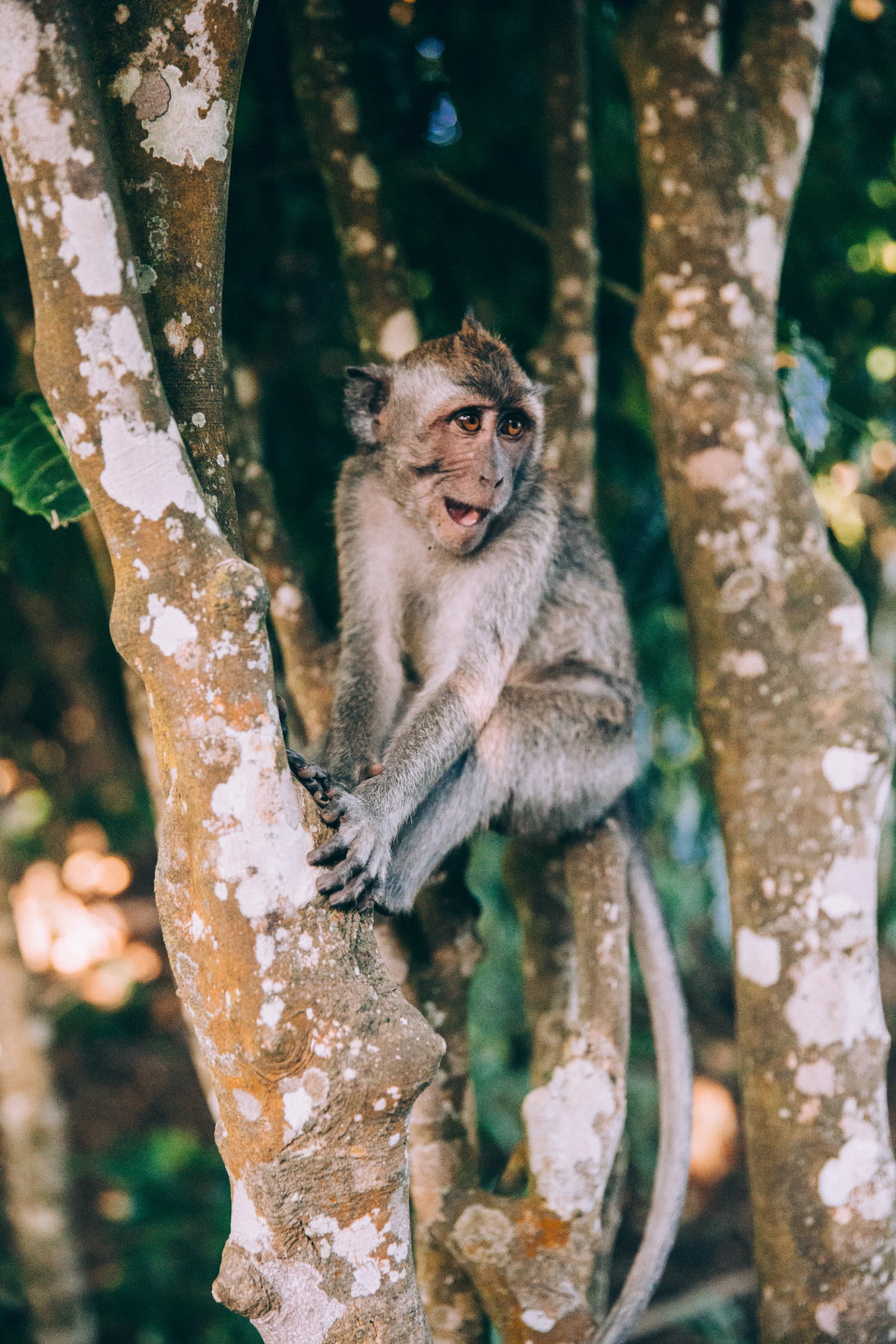 a monkey sitting in the top of a tree