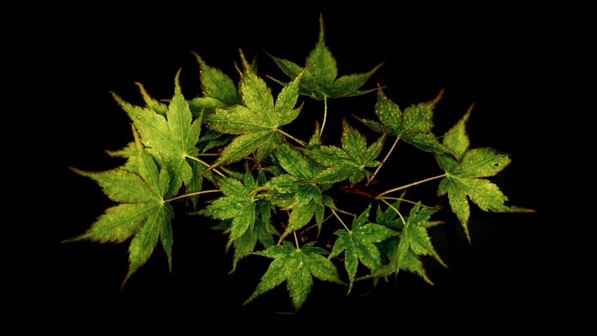 a group of green leaves on a nch