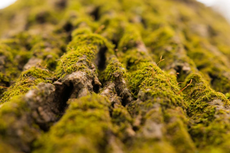 the mossy bark is very bright green