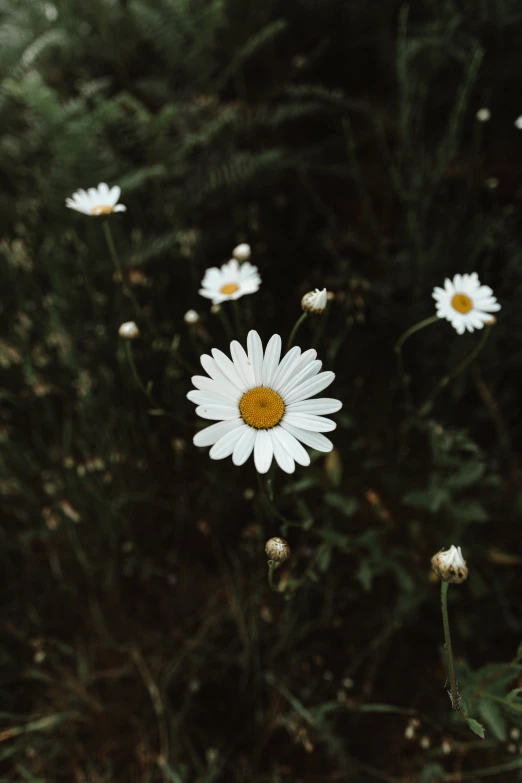 many flowers grow near each other on a grassy area