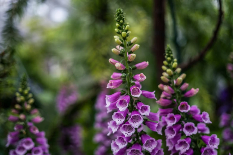 purple flowers in front of green leaves and tree nches