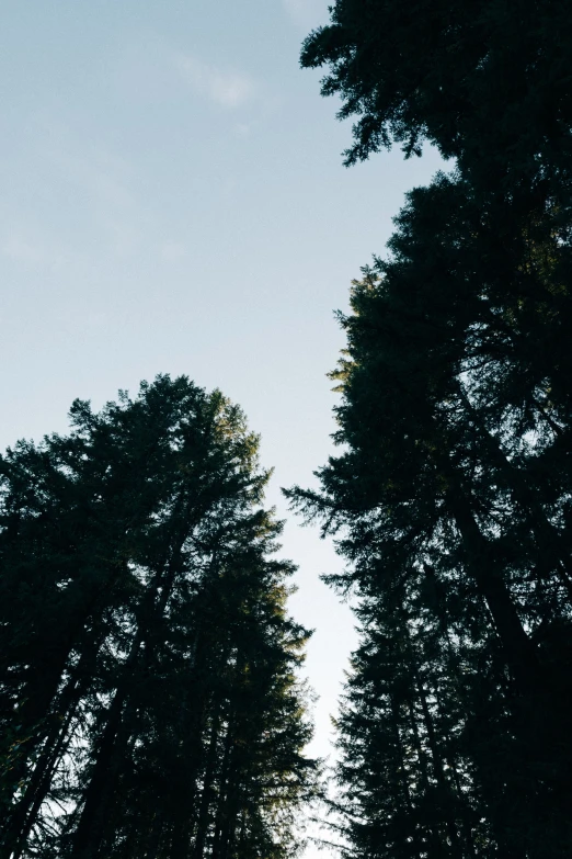 a group of trees next to each other