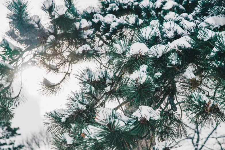 an upward view of snow covering pine tree limbs