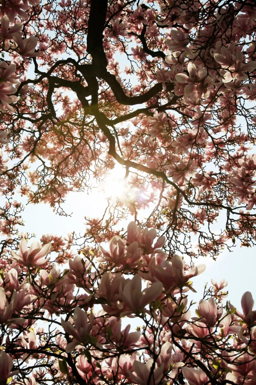 the sun shines behind a pink flowering tree