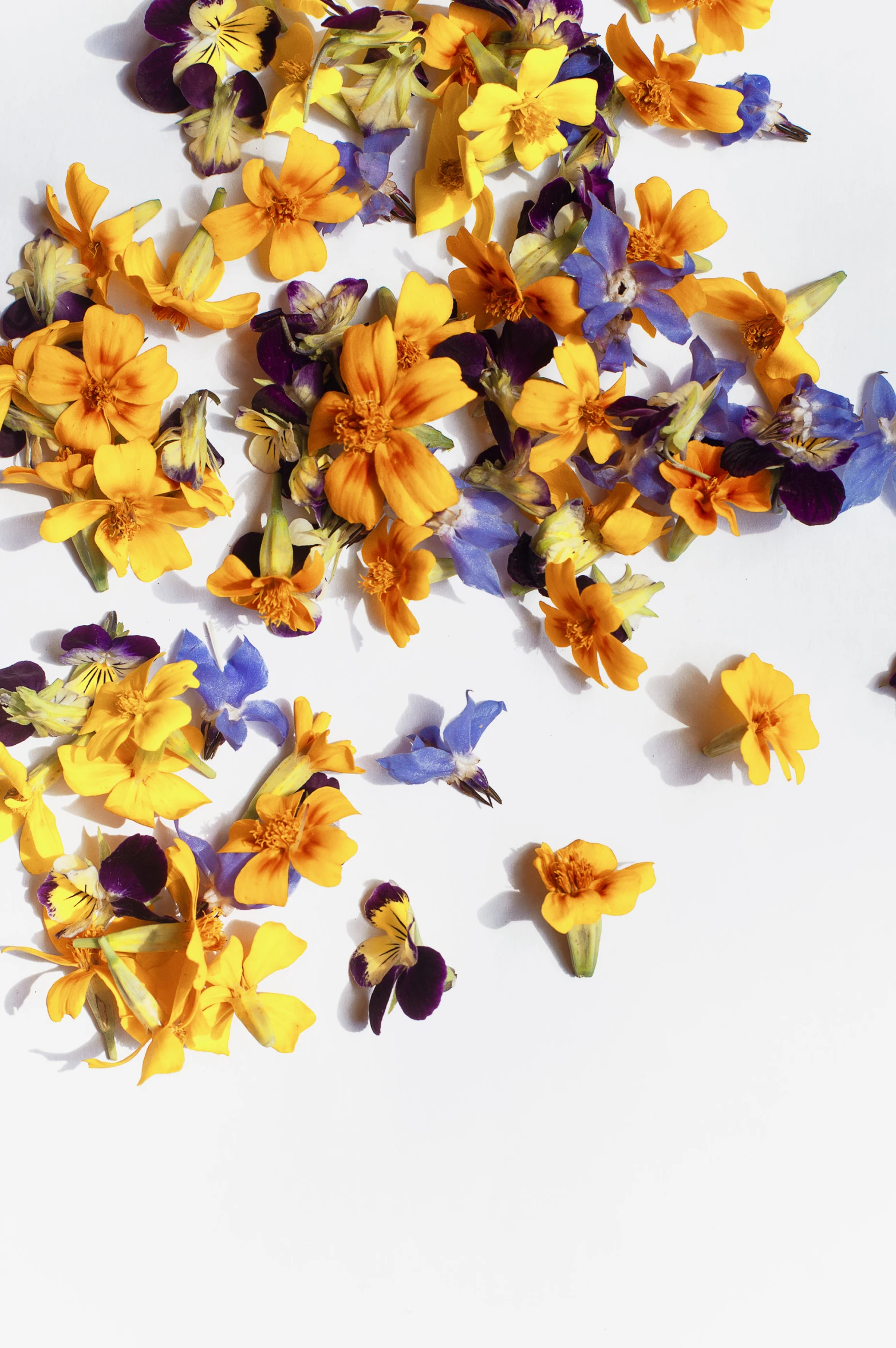 colorful flowers sitting on the ground