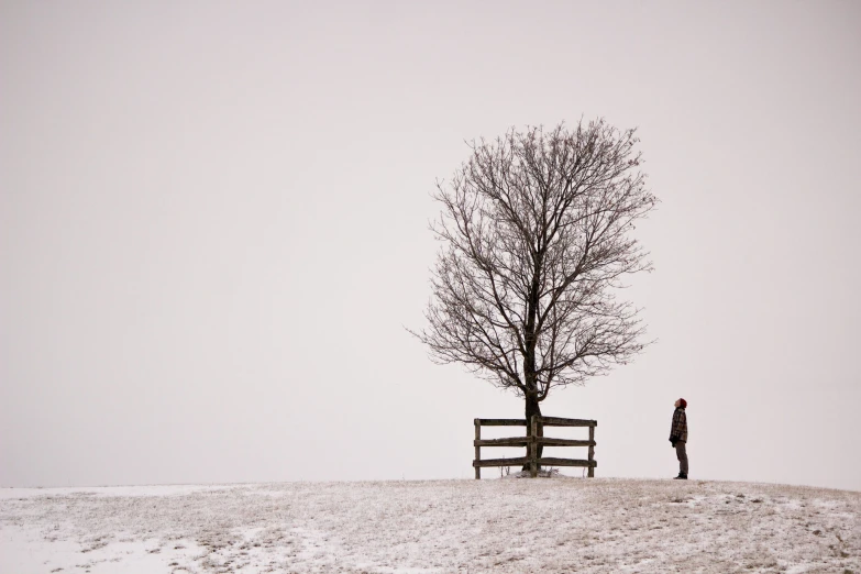 a lone tree in a snowy field with a bench