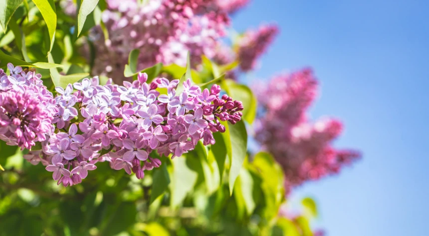 purple flowers with green leaves growing in front of a blue sky