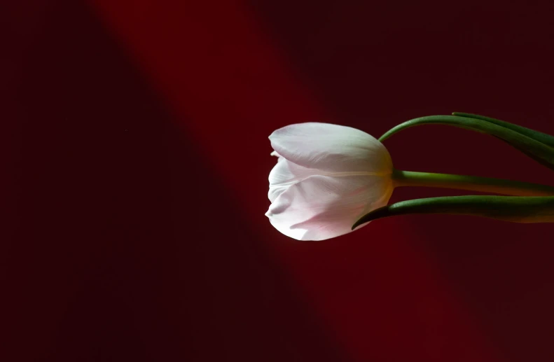 a single white flower in a glass vase