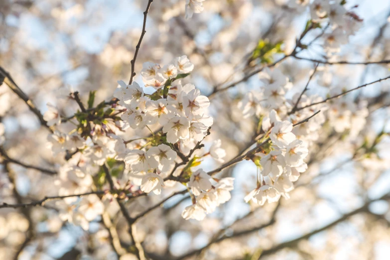 the white flowers are growing on the tree