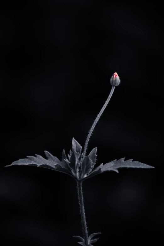 a single flower sitting on top of a black surface