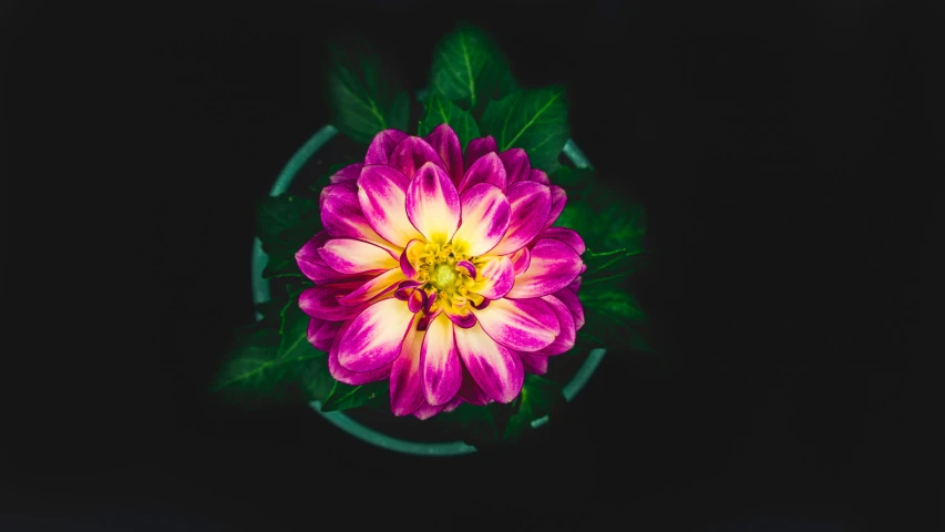 a close up of a bright pink flower with green leaves