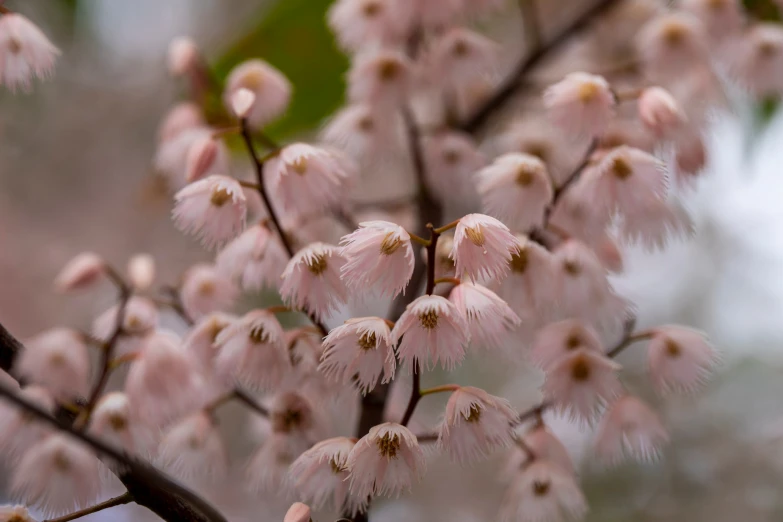 a close up image of pink flowers and leaves