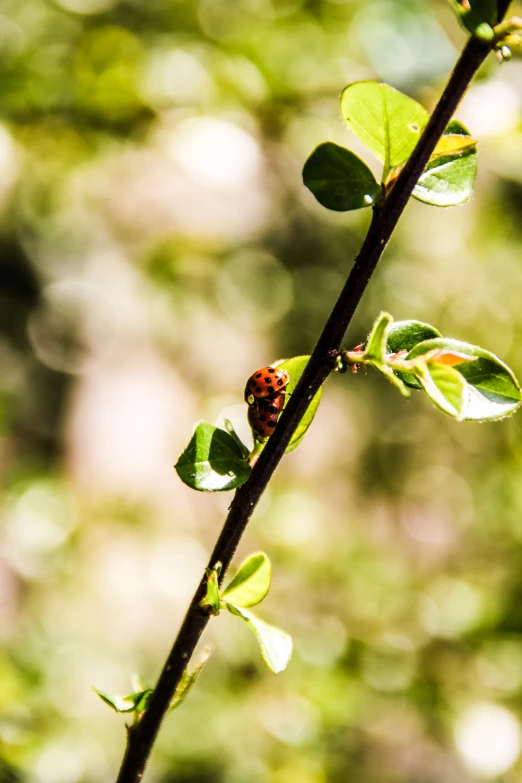 a lady bug on a leafy plant, with lots of sun shining