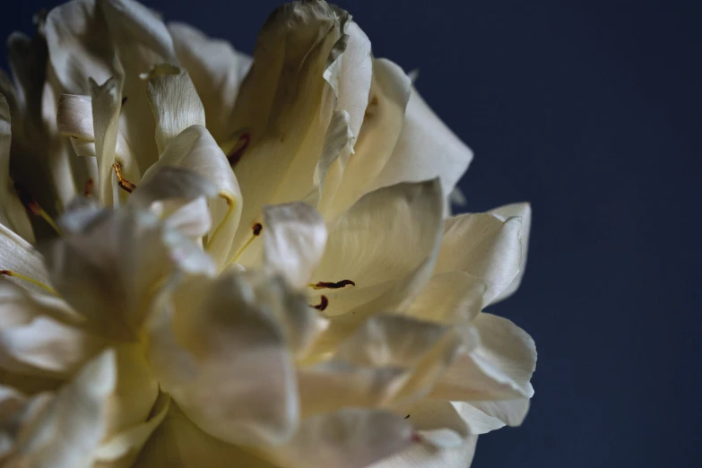 an up - close s of the petals of a flower