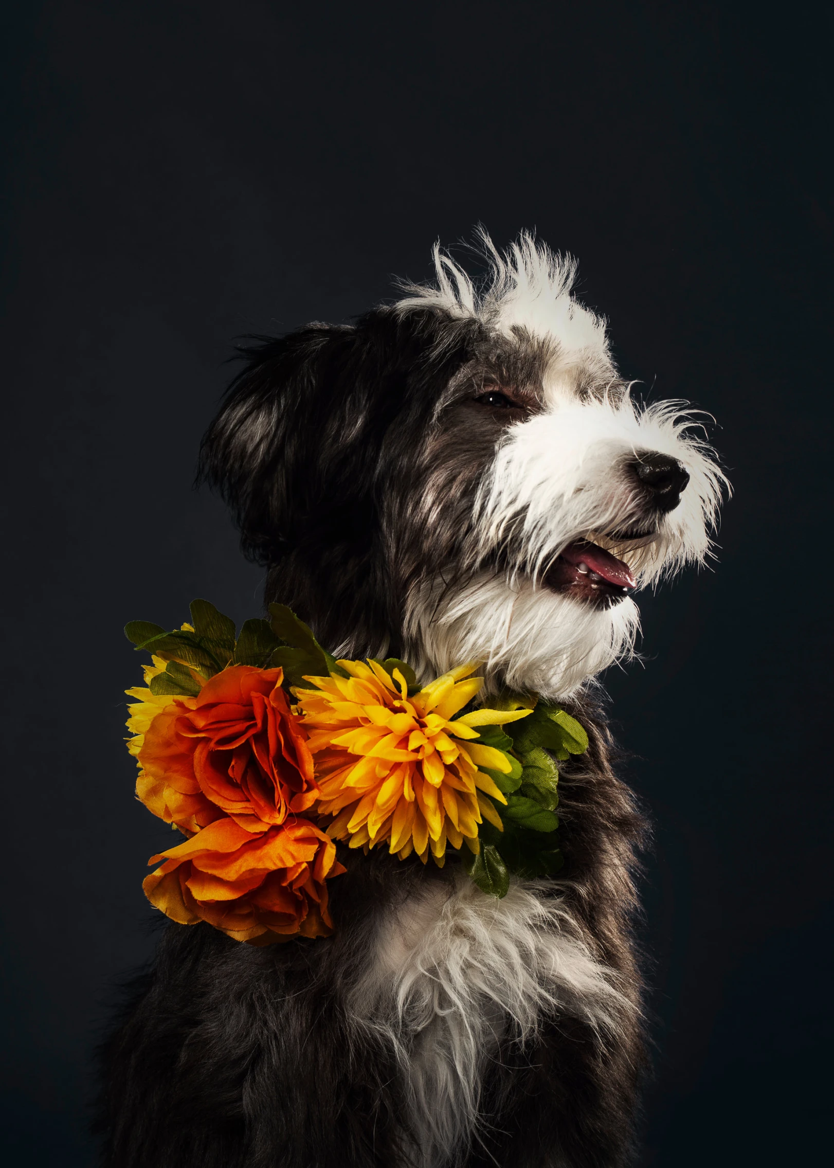 a black and white dog with some orange flowers in its mouth