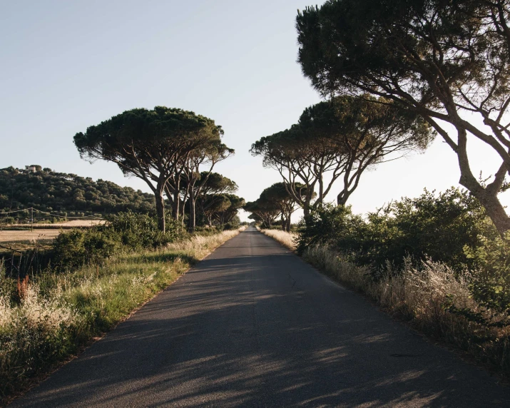 trees line the side of an open road