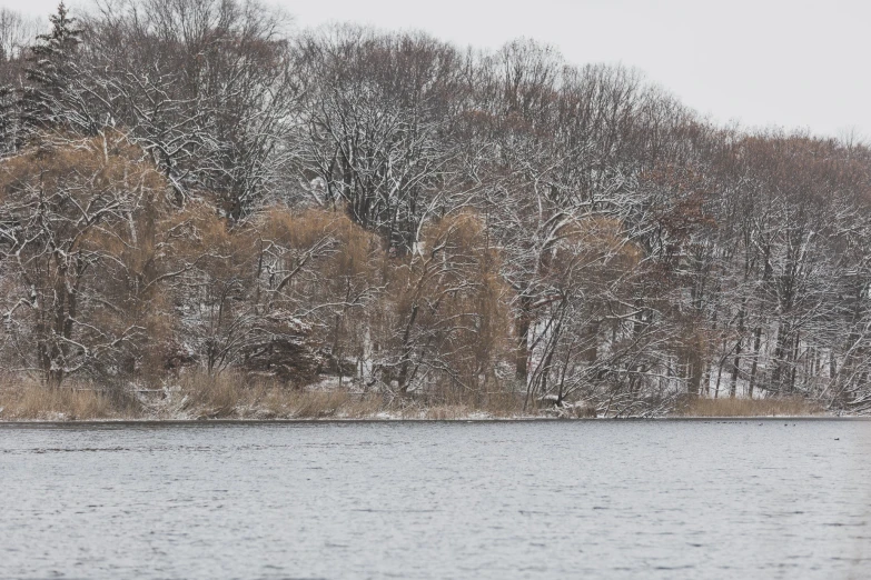 a large body of water surrounded by forest