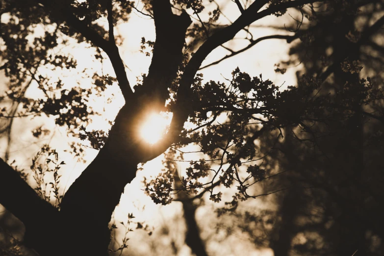 the sun peeking through the nches of a tree