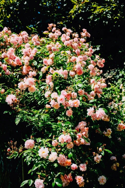 some pink roses are blooming very near some trees