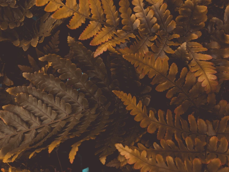 many different kinds of ferns in a pile