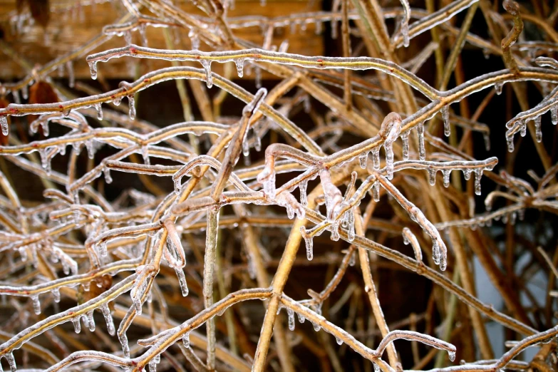 the tree nches are covered with ice