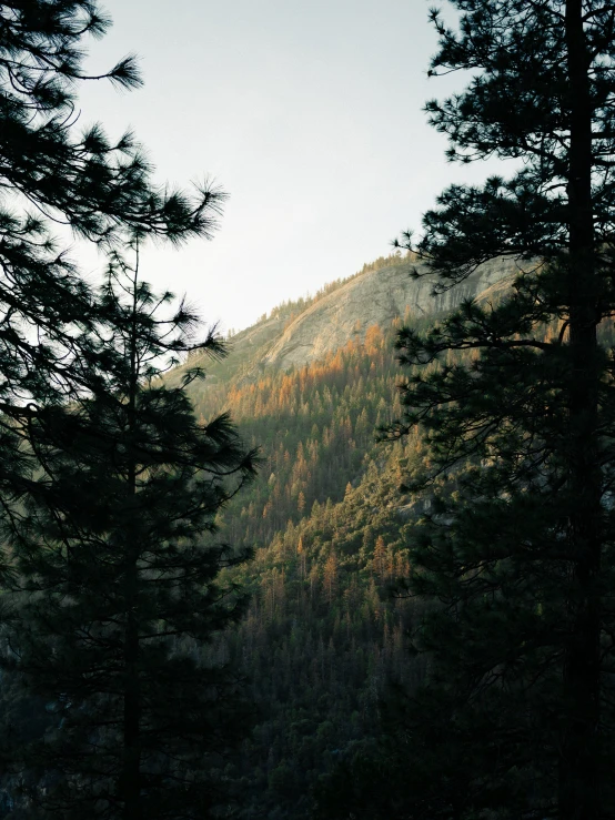 a couple of pine trees next to a mountain