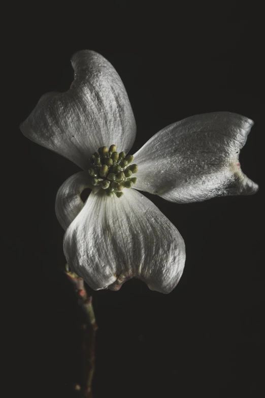 white flowers against a black background