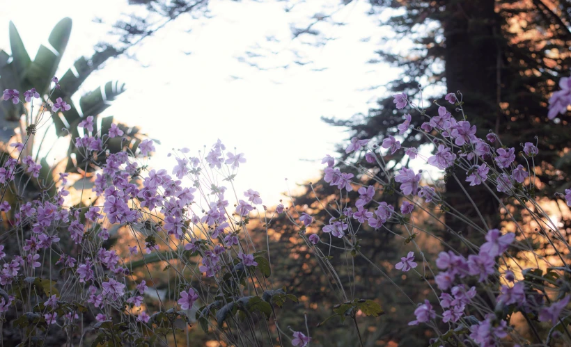 a picture of some flowers in the field