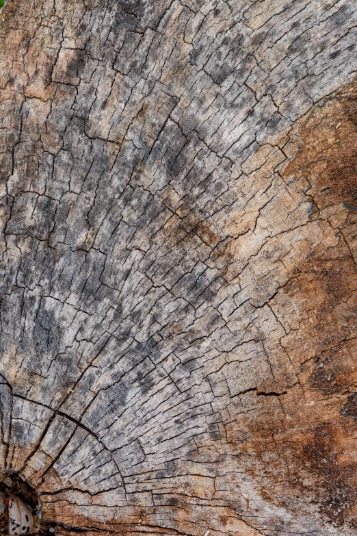 a wood carving of a tree trunk with only the bark visible