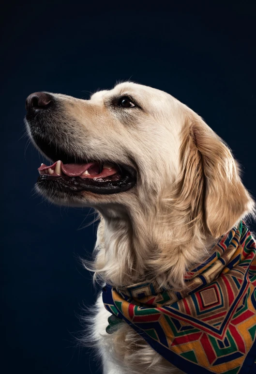 an adult golden retriever wearing a colorful scarf