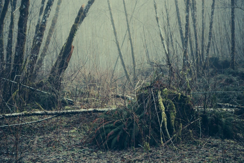 an image of a forest in the fog