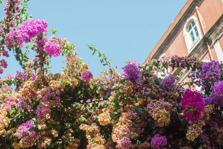 large bush with purple and yellow flowers in front of a brick building