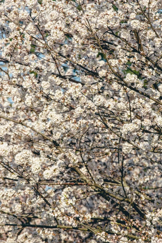 trees with white flowers with birds in the middle of them