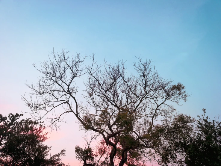 a pink sky over a few leafless trees with a plane flying overhead