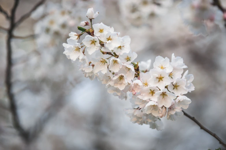 close up of white flowers growing on a tree